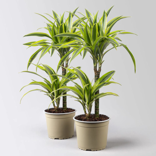 Duftender drachenbaum lemon - drachenbaum, 'lemon