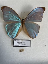 Entomologie*Morpho amathonte