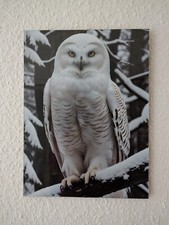 Poster/Bild Schneeeule 40cm hoch x 30 cm breit im rahmenlosen Bildhalter