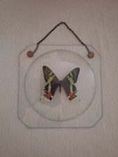 Schmetterling hinter Glas Butterfly Deko