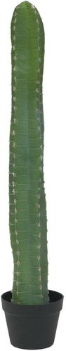 Europalms mexikanischer - europalms,