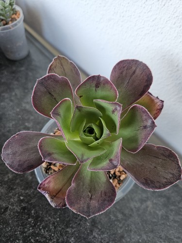 Sukkulente aeonium marnier - sukkulente,