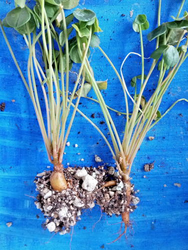 Oxalis megalorrhiza zwei - oxalis,