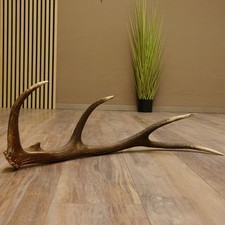 Rothirsch Stange 10 ender Gewicht 1,19 kg L 75 cm Hirsch Abwurfstange 71.1.187