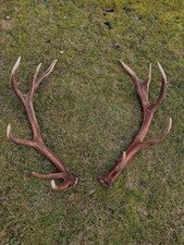 Verkaufe 2 kapitale Abwurfstangen Hirsch, Rothirsch