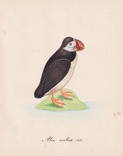 Papageitaucher puffin Vögel