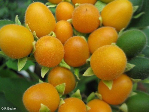 Samen obstsamen topfpflanze - obstsamen,