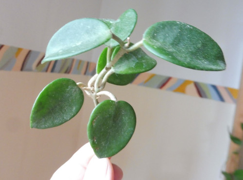 Ableger buschig hoya - 🌷ableger, buschig🌷hoya