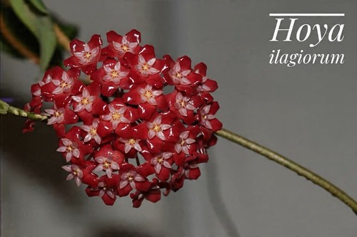 Hoya ilagiorum blühfreudige - -,