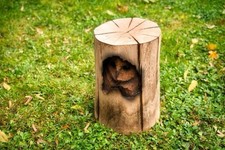 Eule Im Stamm Aus Holz Eule