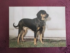 Hundepostkarte DDR ? BRACKE KOPOV JAGDHUND ? AK HUND 
