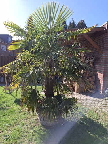 Hanfpalme winterhart höhe - winterhart,