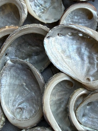 Abalone muscheln 6 cm - 10,