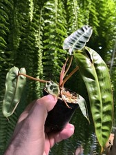 Philodendron billietiae