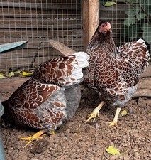 Zwergwyandotten blau Gold