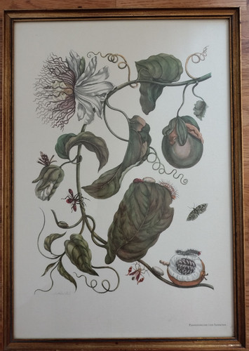 Passionsblume und insekten - und, –