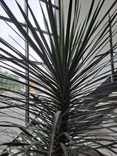 Palme / evntl. kanarischer Drachenbaum