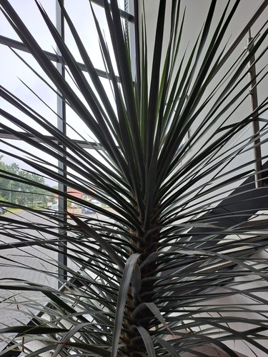 Palme evntl kanarischer - evntl.,