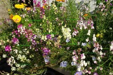 BALKONKASTEN MIX PFLEGELEICHTE