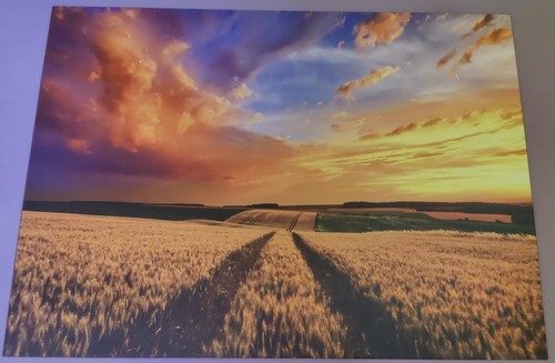 Displate weizenfeld feld - weizenfeld,