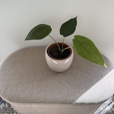 Alocasia Cucullata Mittelgroß