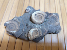 Ammonit Stufe, mehre Ammoniten