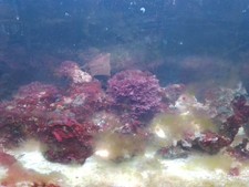 meerwasser aquarium komplett