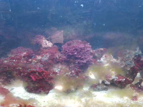 Meerwasser aquarium komplett - meerwasser,