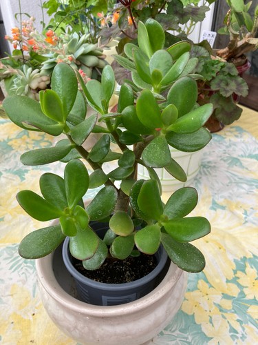 Geldbaum pfennigbaum crassula - geldbaum,