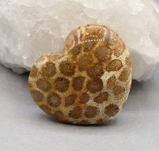 VERSTEINERTE KORALLE Edelstein