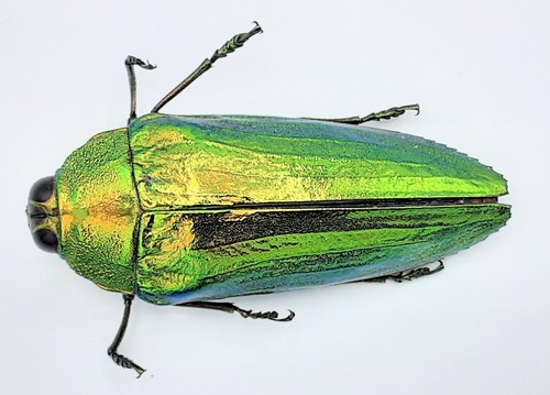 Buprestidae philocteanus - buprestidae,,