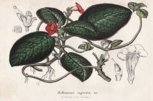 Achimenes cupreata new grenada - achimenes,