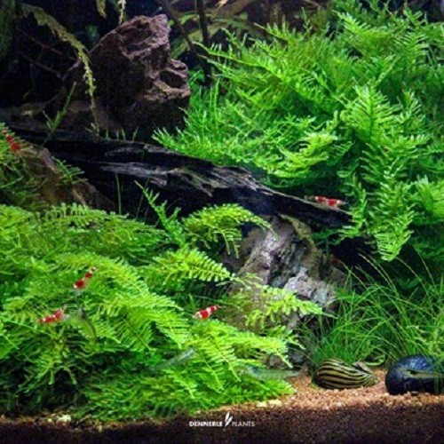 Aquarium dennerle vitro - aquarium,