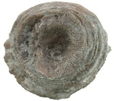 Silur  Ketophyllum sp.  Große