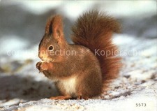 Eichhoernchen Ecureuil Squirrel