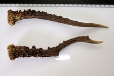 2 Geweihstangen vom Reh Geweih