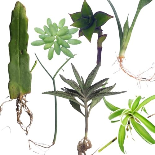 Cuttings variety pack - variety, 7