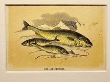 Kabeljau und Heringe Fisch