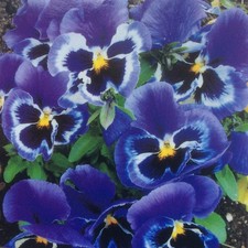 Frühlingsblumen grußkarten - frühlingsblumen, ~