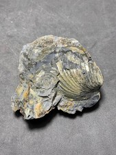 Pyrit auf versteinerter Muschel, Tongrube am Voßberg, Wallenhorst, Osnabrück