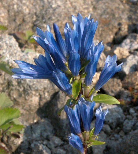 Japanischer enzian gentiana - -,