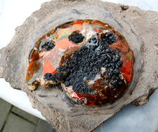 mosasaurus bitemarks ammonite red opalised 10cm