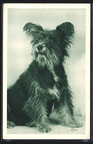 Scotchterrier wiener - scotchterrier,,
