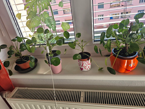 Pilea peperomioides