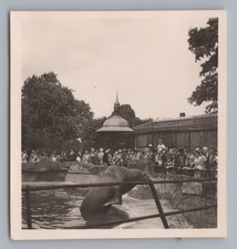 Hamburg Walrus Visitor