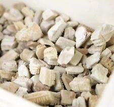 Stachelrochen Zahn Mix 50g