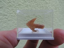 schöne Steinzeit-Pfeilspitze Neolithikum aus Algerien