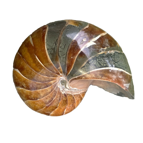 11cm sehr großer nautilus - sehr,
