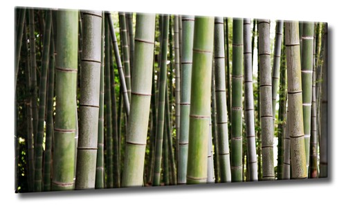Leinwand bild abstrakt bambus - leinwand,