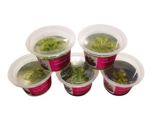 Fleischfresser 5er set dionaea - fleischfresser, 5er-set